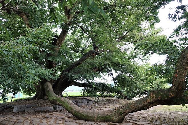 2023년 7월13일 경남 의령군 칠곡면 신포마을 느티나무 노거수. 2m 넘는 아름드리 줄기가 땅을 기어가며 자랐다. 김양진 기자