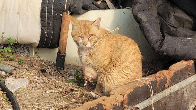 구조 전 다리뼈가 드러난 채 떠돌던 고상이. 카라 제공