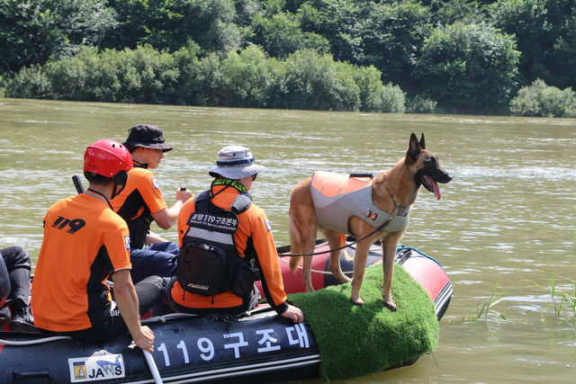 ▲ 수색 활동 펼치고 있는 119 구조대와 구조견. [자료사진. 해당 기사와 관련없음]