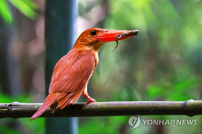 먹이를 입에 문 호반새 (울산=연합뉴스) 호반새가 울산 울주군 상북면 한 계곡에서 먹이를 입에 문 모습. 울산시는 지난 7월 20일 희귀 여름 철새인 호반새가 윤기득 사진작가 카메라에 담겼다고 1일 밝혔다. 2023.8.1 [윤기득 사진작가 제공. 재판매 및 DB 금지] canto@yna.co.kr