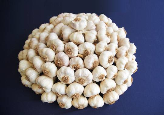 서산6쪽마늘사진=대전일보 DB