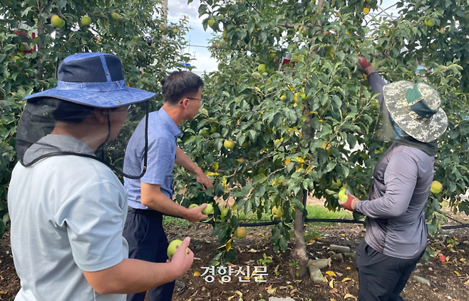 전북 장수군의 한 과수원에서 농민이 탄저병에 걸린 사과를 가리키며 장수농업기술센터 직원에게 피해 상황을 설명하고 있다. 김창효 선임기자