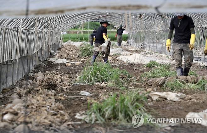 장병들의 수해 복구 지원 (청양=연합뉴스) 김준범 기자 = 25일 오후 폭우 피해를 본 충남 청양군 한 비닐하우스에서 군 장병들이 대민 지원에 나서고 있다. 2023.7.25 psykims@yna.co.kr