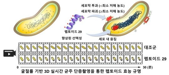 연구 모식도 [한국연구재단 제공.재판매 및 DB 금지]