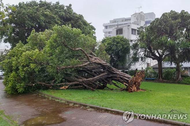 오키나와 강타한 태풍 '카눈'에 쓰러진 나무 (나하[일본] AFP=연합뉴스) 제6호 태풍 '카눈'이 일본 오키나와를 강타한 가운데 2일 나하에서 강풍에 뿌리 뽑힌 나무가 쓰러져 있다. 오키나와에선 이날 오전 전체 가구의 34%인 21만3천870호에 전기 공급이 끊기고 무너진 차고에 깔린 90대 남성이 사망하는 등 태풍으로 인한 피해가 속출하고 있다. 2023.08.02 danh2023@yna.co.kr