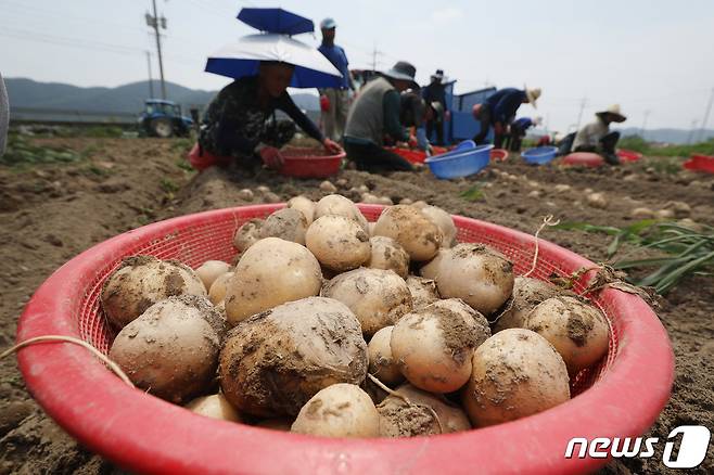 경북 고령군 개진면 한 감자밭에서 농민과 외국인 일꾼들이 구슬땀을 흘리며 부지런히 감자를 수확하고 있다. 2023.6.19/뉴스1 ⓒ News1 공정식 기자