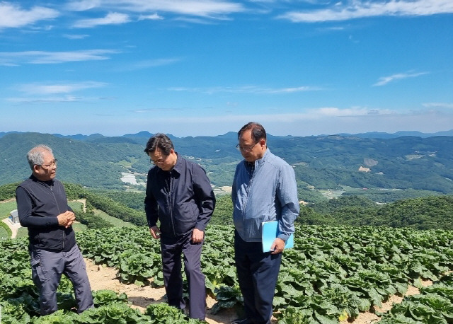 ▲ 정황근 농림축산식품부 장관은 3일 강릉시 왕산면 대기리 안반데기마을 고랭지 배추밭을 방문해 여름배추 생육상황을 점검했다. 사진제공=강릉농협