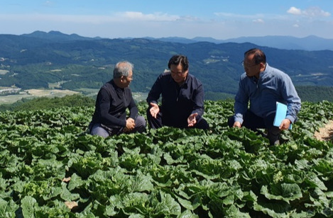 정황근 농림축산식품부 장관(가운데)이 김시갑 강원고랭지무배추공동출하연합회장(왼쪽), 석성균 강원도 농정국장과 함께 강릉시 왕산면 대기리 안반데기마을에서 고랭지배추 품위를 살펴보고 있다.