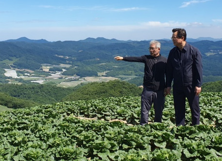 정황근 농림축산식품부 장관(오른쪽)이 김시갑 강원고랭지무배추공동출하연합회장과 강릉시 왕산면 대기리 안반데기마을에서 고랭지배추 품위를 살펴보고 있다.