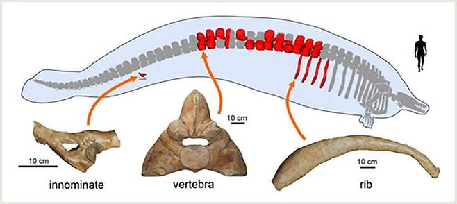 고대 신종 고래 '페루세투스 콜로서스' 뼈 화석