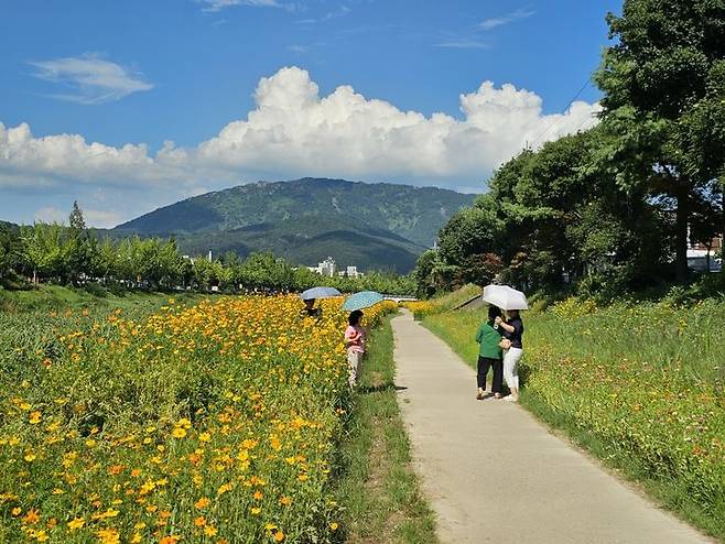 [창원=뉴시스] 강경국 기자 = 경남 창원시 성산구 반송동 창원천변(시티세븐 앞 창원지천 7호교~유목교)에 4일 황화 코스모스(노랑 코스모스)와 백일홍 등 형형색색의 꽃들이 만개해 있다. (사진=창원시청 제공). 2023.08.04. photo@newsis.com *재판매 및 DB 금지