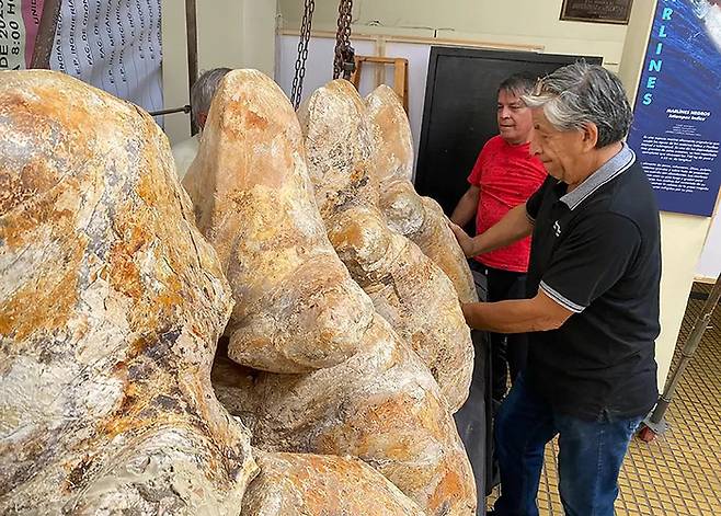 고대 고래 '페루세투스 콜로서스' 화석 뼈. 사진=R.Salas-Gismondi & N.Valencia