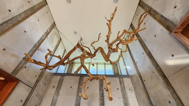 제주  '온주감귤나무' 1호로 여겨지는 감귤나무. 현재 고사(枯死)한 상태로 서귀포시 서홍동 천주교 면형의집 내 성당 현관에 보존돼 있다.(사진, 신동원 기자)