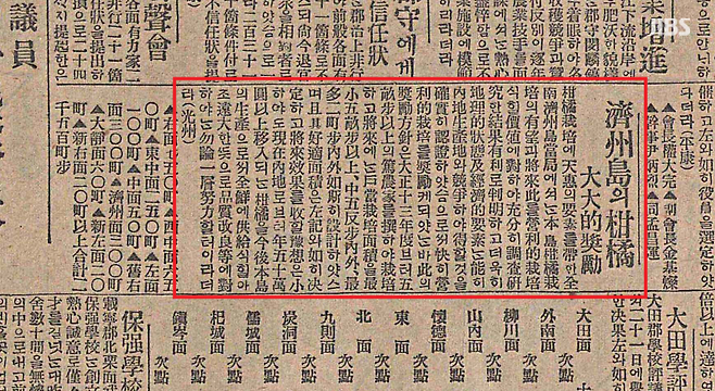 1924년 3월 31일자 매일신보 제주감귤 장려 관련 기사.