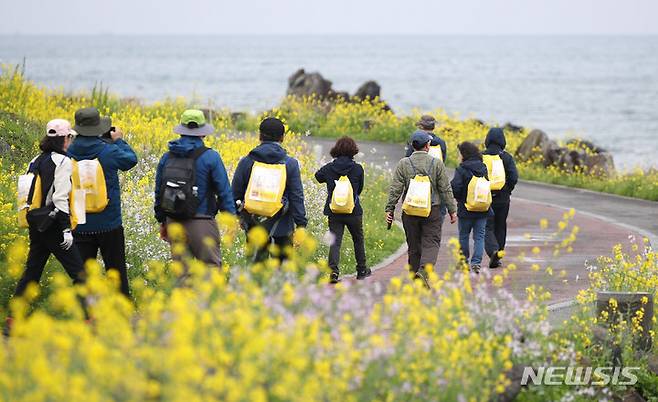 [서귀포=뉴시스] 서귀포유채꽃 국제걷기대회 참가자들 모습. (사진=뉴시스 DB). photo@newsis.com