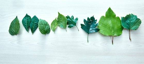 서울식물원 부지 내에서 여름에 볼 수 있는 병아리꽃나무·화살나무·고광나무·산사나무·생강나무·백당나무 등의 잎사귀.