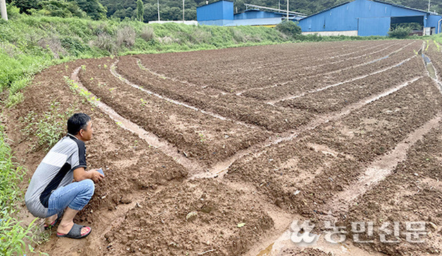 전남 보성에서 논콩을 재배하는 한 농가가 집중호우 피해로 비어버린 논을 허탈하게 바라보고 있다. 농민신문DB