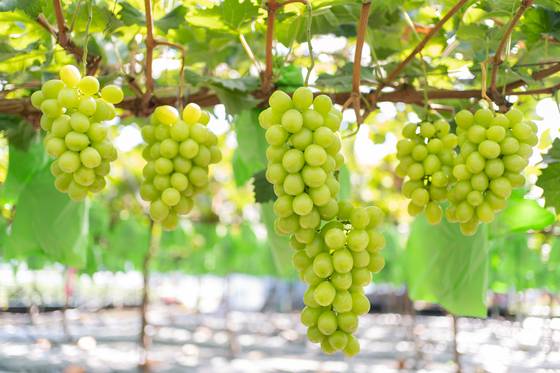 Shine muscat grapes [K-GRAPE]