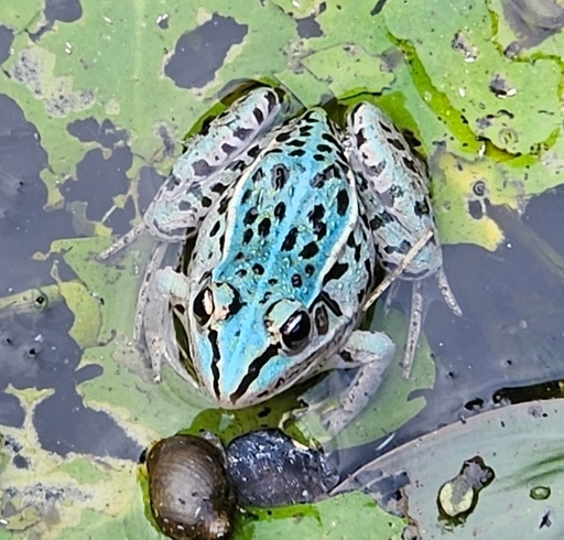 최근 인천 서구 한 연못에서 발견된 청색 참개구리의 모습. 이미자 활동가 제공