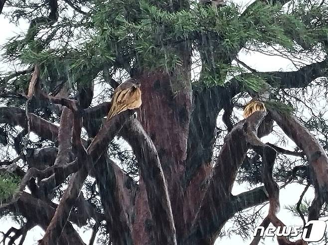 10일 오후 충북 보은군 속리산면 상판리 정이품송 가지가 돌풍에 부러졌다. 사진은 나뭇가지가 부러진 부분./뉴스1