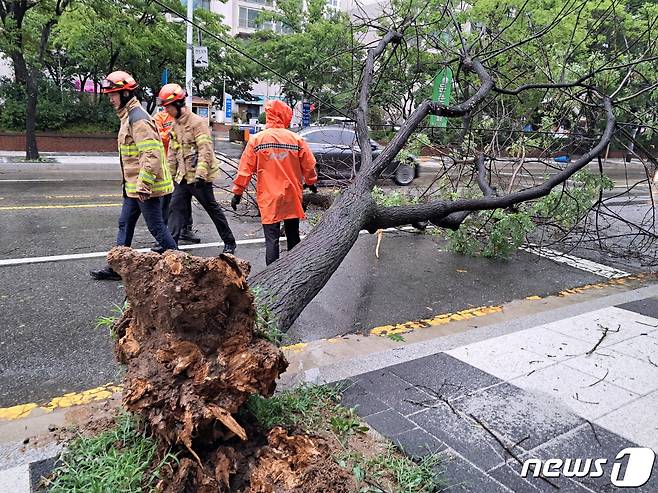 제6호 태풍 '카눈'이 북상 중인 10일 경기도 고양시 일산서구 주엽동 도로 가로수가 강풍에 쓰러져 출동한 소방 대원들이 안전 조치를 하고 있다. (경기북부소방재난본부 제공) 2023.8.10/뉴스1