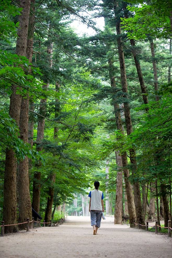 내소사 전나무숲길 / 부안군 제공