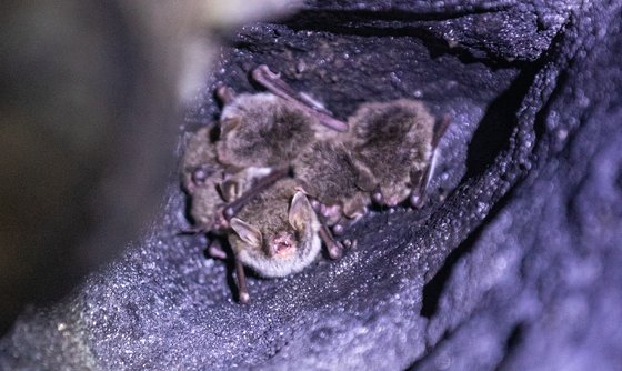 광천선굴에는 박쥐도 많이 산다. 사진은 바위 틈에 모여 있는 관박쥐 새끼들.