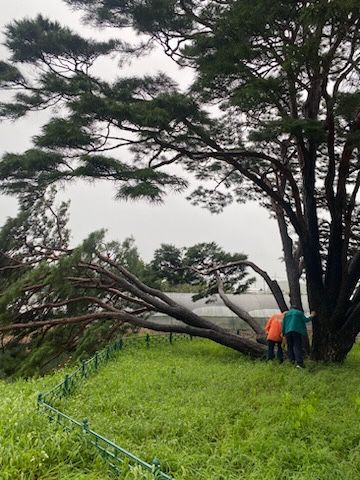 [안동=뉴시스] 10일 오전 6시쯤 구미시 독동리에 있는 천년기념물 357호인 반송의 일부 가지가 쓰러졌다는 신고에 따라 소방 관계자들이 출동해 살펴보고 있다. (사진=경북소방본부 제공) 2023.08.10 *재판매 및 DB 금지