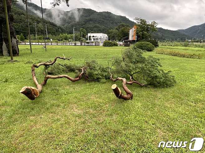 절단된 속리산 정이품송 2개 가지 모습.(보은군 제공) /뉴스1