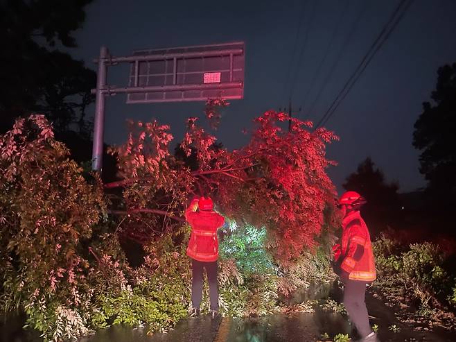 8.10.(목) 오전, 충남 천안 풍세면에서 강풍으로 쓰러진 나무를 출동한 소방대원들이 안전조치를 하고 있다.