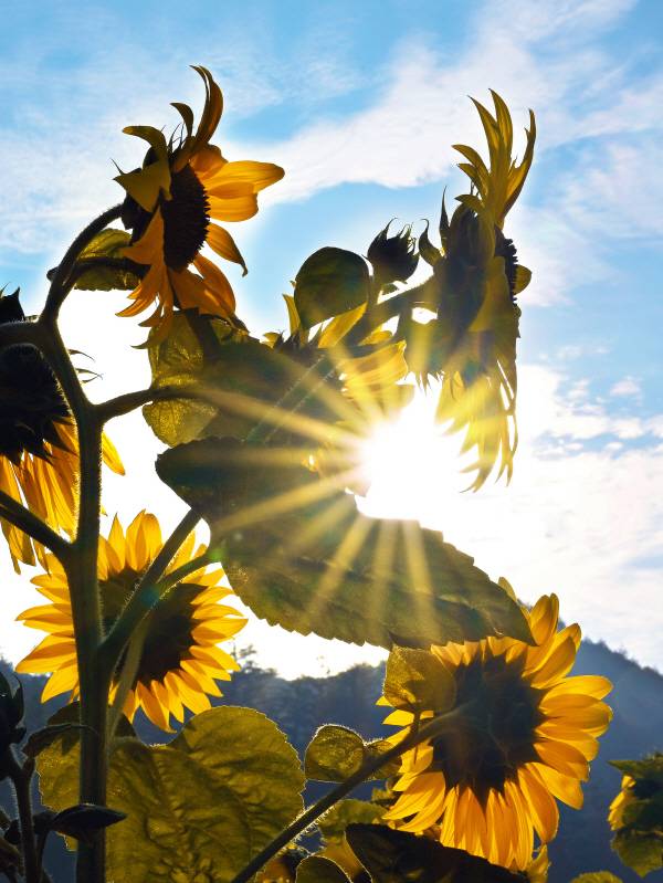 해바라기는 해를 상징합니다. 생긴 모양도 그러하지만 꽃이 해를 바라본다는 생각 때문입니다. 강렬한 햇빛과 함께 해바라기를 감상하는 것도 그럴 듯 합니다.