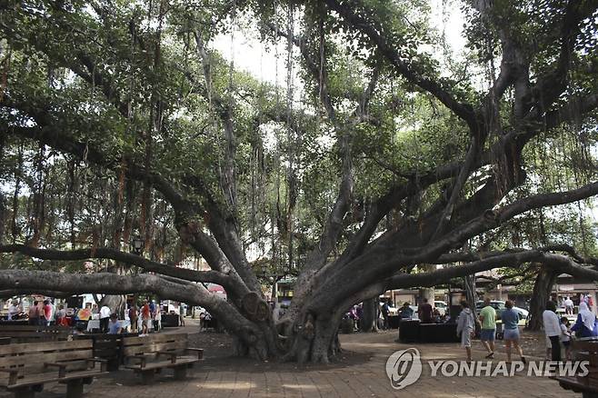 산불이 덮치기 전 마우이섬 명물이었던 150살 반얀트리(2018년 모습) [AP 연합뉴스 자료사진. 재판매 및 DB 금지]