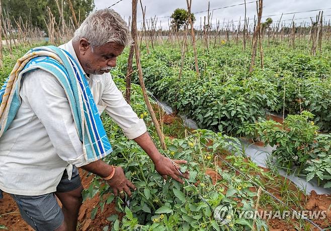 인도 남부 카르나타카주에서 토마토를 살펴보는 농민 [로이터 연합뉴스 자료사진. 재판매 및 DB 금지]