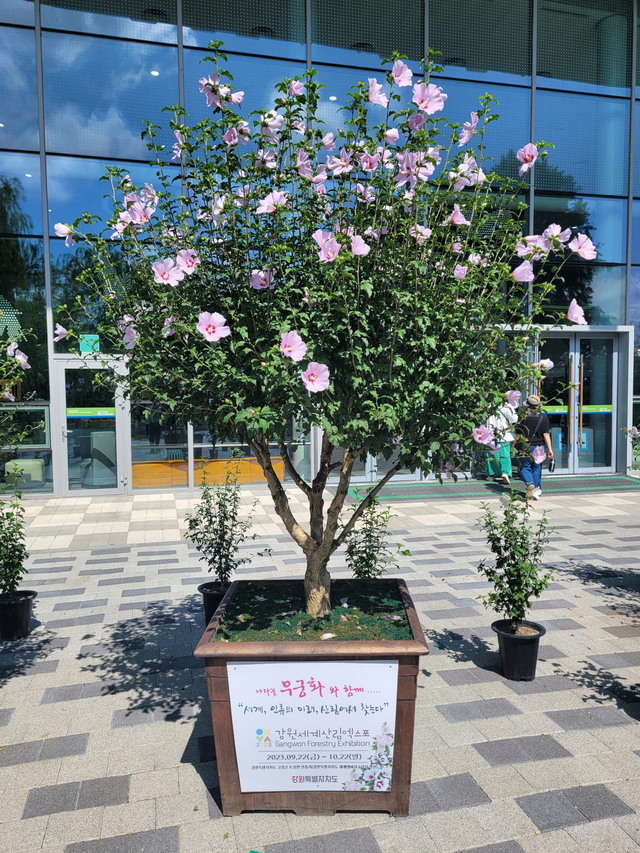 단체부문 대통령상을 받은 강원의 무궁화 분화. 산림청