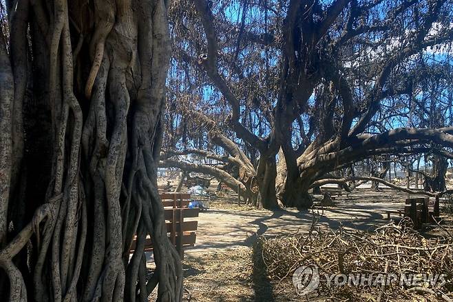 마우이섬 반얀트리 [AFP=연합뉴스. 재판매 및 DB 금지]