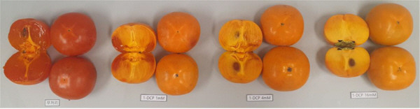 1-DCP 처리에 따른 단감 연화 정도. 경남도농업기술원 제공
