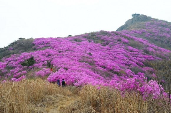 여수 영취산 전경. 여수시 제공