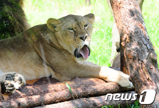 암사자ⓒ News1 자료 사진