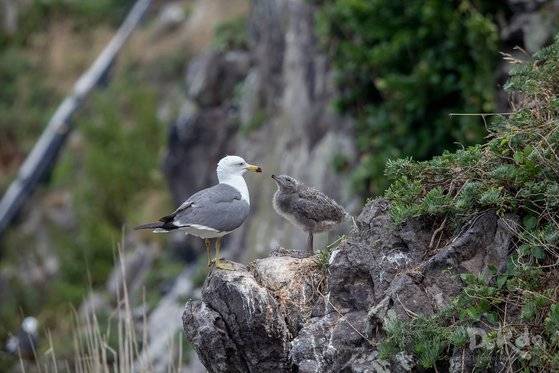 여름을 맞은 독도에선 괭이갈매기가 새끼를 낳고 키우느라 바쁘다. 독도종합정보시스템
