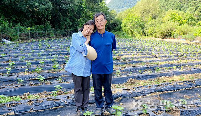 강원 영월로 귀농한 김경자씨(왼쪽)와 남편 권순덕씨 부부가 정성껏 키우는 들깨밭에서 건강한 삶으로 회복된 것에 행복해하고 있다.
