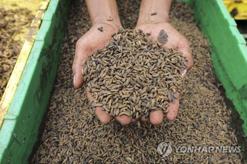 케냐 유기물 쓰레기 처리농장의 동애등에 애벌레들  케냐 키암부에 있는 이 농장은 동애등에 애벌레들을 이용해 음식물 쓰레기 등을 처리하고, 이를 통해 사육한 애벌레들을 동물 사료 또는 비료 등으로 활용한다. 기사 내용과 직접 관련 없음. [EPA 연합뉴스 자료사진. 재판매 및 DB 금지]