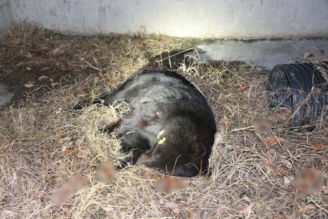 울산시 울주군 범서읍에서 사살된 반달가슴곰. 독자 제공