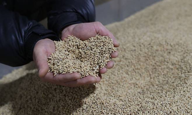 경기도의 한 미곡종합처리장 저온창고에서 관계자가 수매후 보관 중인 쌀을 살펴보고 있다. 뉴스1