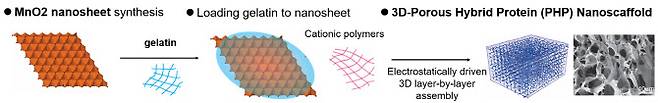 3D 하이브리드 단백질 나노스캐폴드 합성과정: 2D 이산화망간 나노시트를 제작해 이산화망간 나노시트에 젤라틴을 결합하고 이어 3D 하이브리드 기술을 이용해 생체 내 주입가능하고, 생분해성을 가진 3D 단백질 나노스캐폴드를 제작했다.