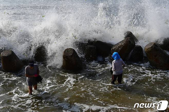 16일 오전 경북 포항시 북구 환여동 해안에서 어민들이 파도에 밀려나온 청각을 줍고 있다.2023.8.16/뉴스1 ⓒ News1 최창호 기자