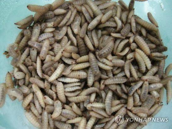 동애등에. [사진 제공=농진청]