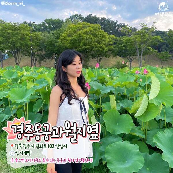 국내 연꽃 명소 추천 /&nbsp;@chanm_mi_