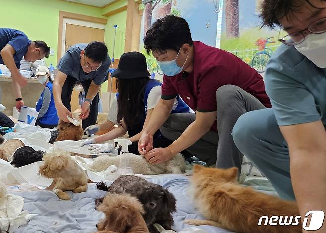 13일 용인시 동물보호소에서 진행된 봉사활동에서 동물등록 내장형칩을 삽입하고 있는 수의사들. ⓒ 뉴스1 최서윤 기자
