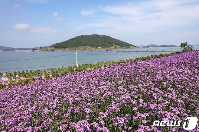 신안 반월도 꽃단지에 만개한 버들마편초 (신안군 제공)/뉴스1 ⓒ News1 김태성 기자