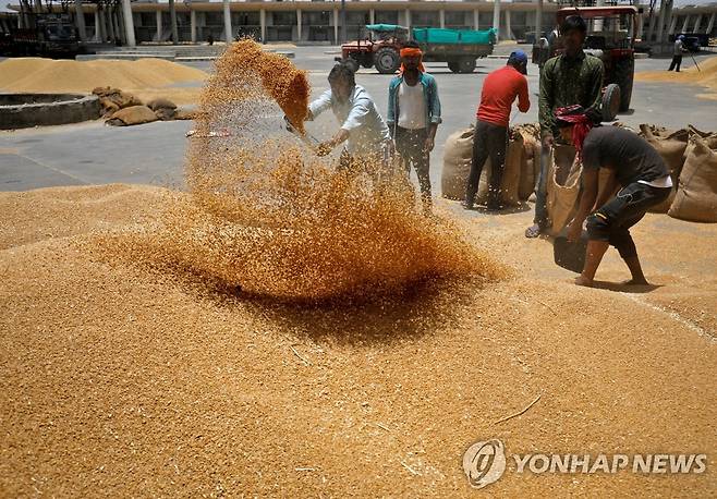 부대에 넣기 전 밀을 체로 치는 인도 노동자들 [로이터 연합뉴스 자료사진. 재판매 및 DB 금지]